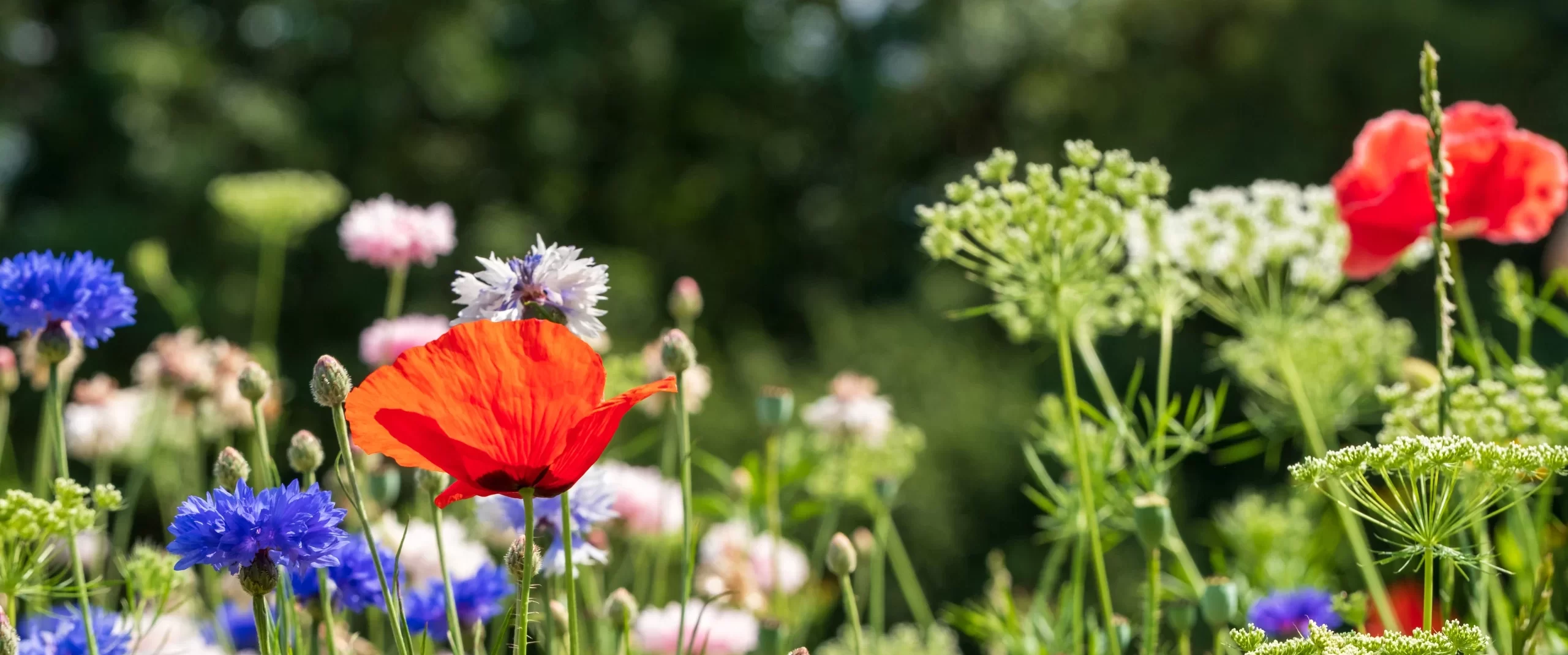 Biodiversity Net Gain (BNG)