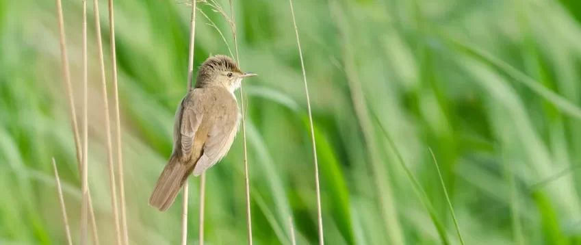 Ecological Impact Assessment banner